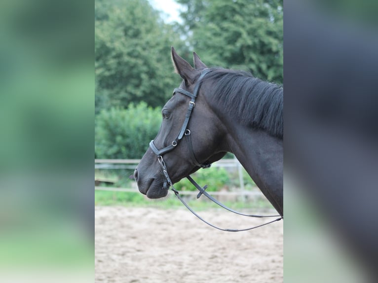 Oldenburger Merrie 8 Jaar 164 cm Zwart in Rohrlack