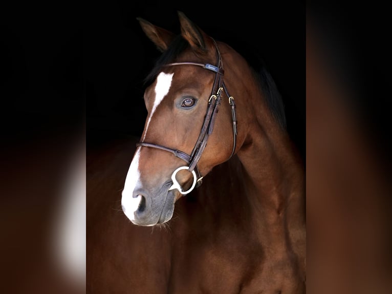 Oldenburger Merrie 8 Jaar 165 cm Bruin in Ankum