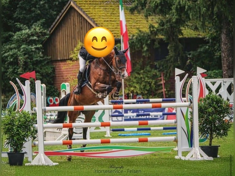 Oldenburger Merrie 8 Jaar 165 cm Bruin in Ankum