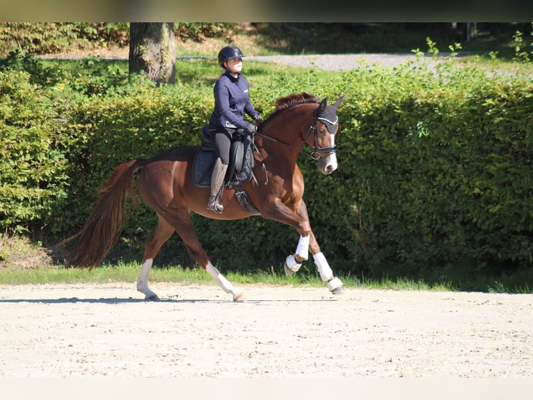 Oldenburger Merrie 8 Jaar 165 cm Donkere-vos in Vlotho