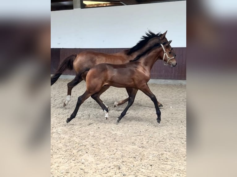 Oldenburger Merrie 8 Jaar 165 cm Donkere-vos in Essen