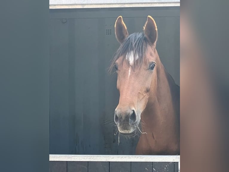 Oldenburger Merrie 8 Jaar 165 cm Donkere-vos in Essen