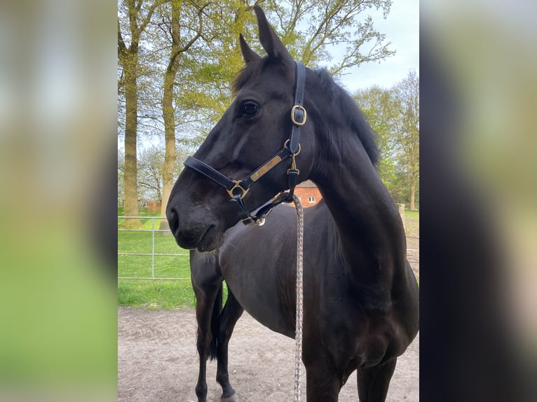 Oldenburger Merrie 8 Jaar 165 cm in Warmsen