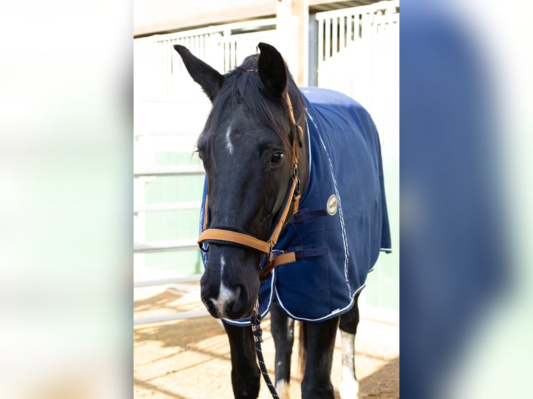 Oldenburger Merrie 8 Jaar 165 cm Zwartbruin in Hohentengen