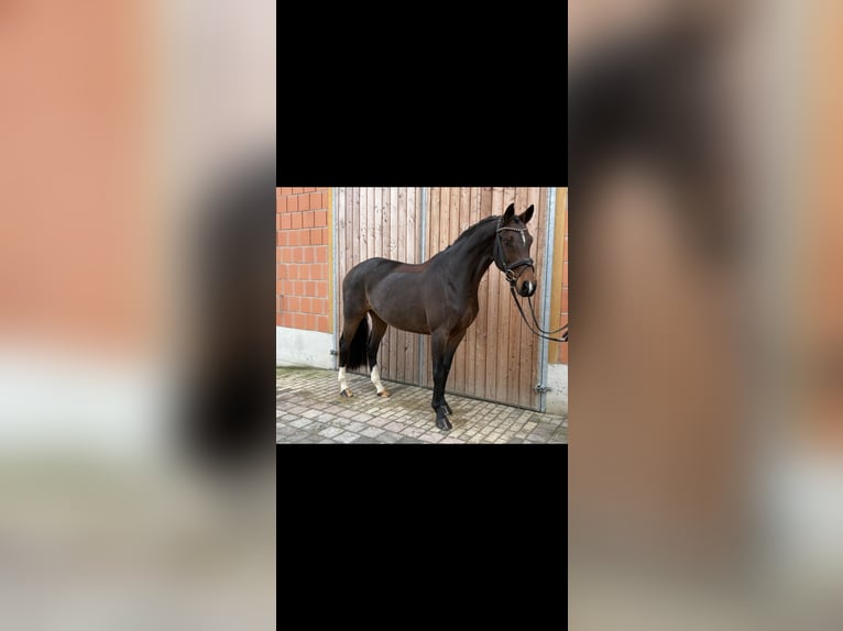 Oldenburger Merrie 8 Jaar 166 cm Bruin in Weimar