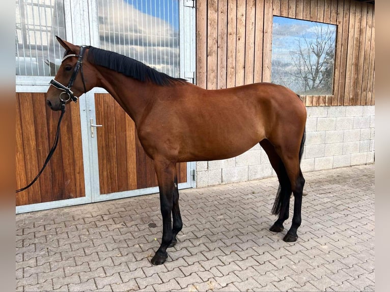 Oldenburger Merrie 8 Jaar 166 cm Bruin in Sallingberg