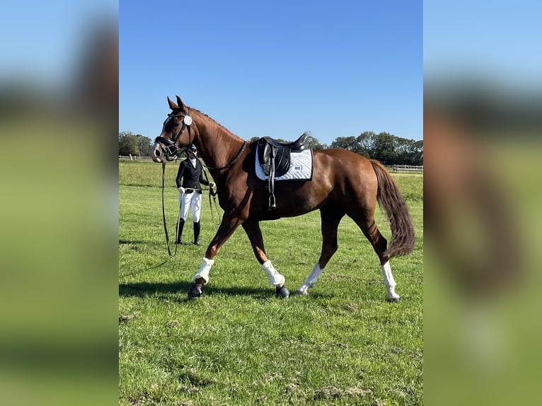 Oldenburger Merrie 8 Jaar 166 cm Donkere-vos in Friesack