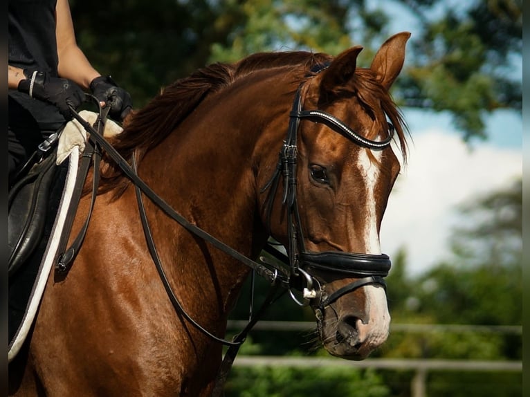 Oldenburger Merrie 8 Jaar 166 cm Donkere-vos in Friesack