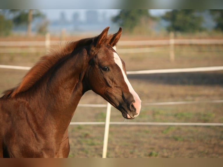 Oldenburger Merrie 8 Jaar 166 cm Donkere-vos in Friesack