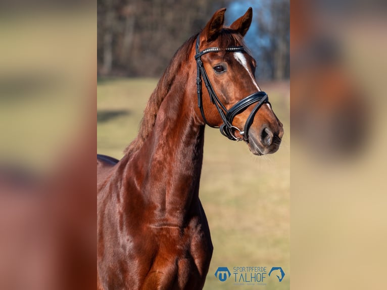 Oldenburger Merrie 8 Jaar 166 cm Donkere-vos in Korntal-Münchingen