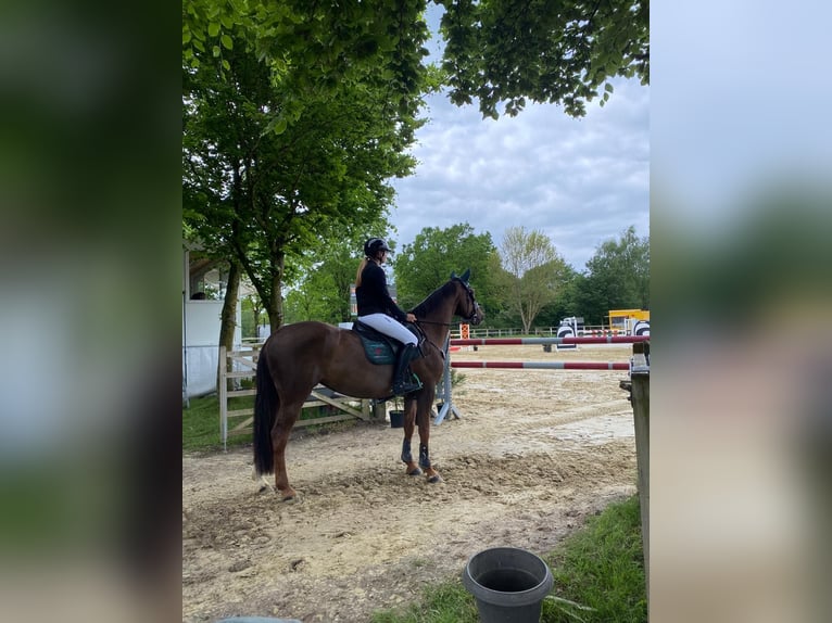 Oldenburger Merrie 8 Jaar 166 cm Vos in Lienen