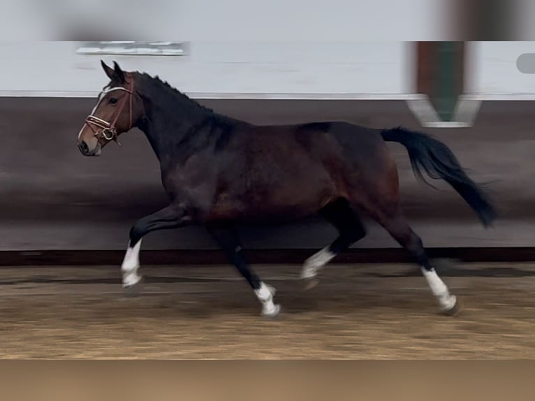 Oldenburger Merrie 8 Jaar 166 cm Zwartbruin in Bramsche