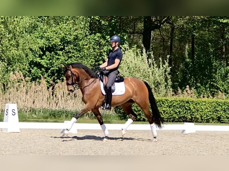 Oldenburger Merrie 8 Jaar 167 cm Bruin in Bree