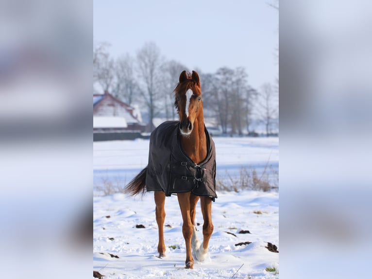 Oldenburger Merrie 8 Jaar 167 cm Donkere-vos in Cloppenburg