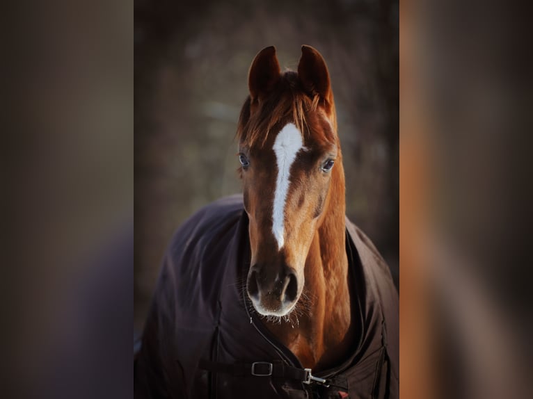 Oldenburger Merrie 8 Jaar 167 cm Donkere-vos in Cloppenburg