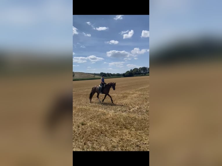 Oldenburger Merrie 8 Jaar 167 cm Donkere-vos in Cloppenburg