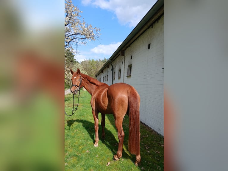 Oldenburger Merrie 8 Jaar 167 cm Vos in Barenburg