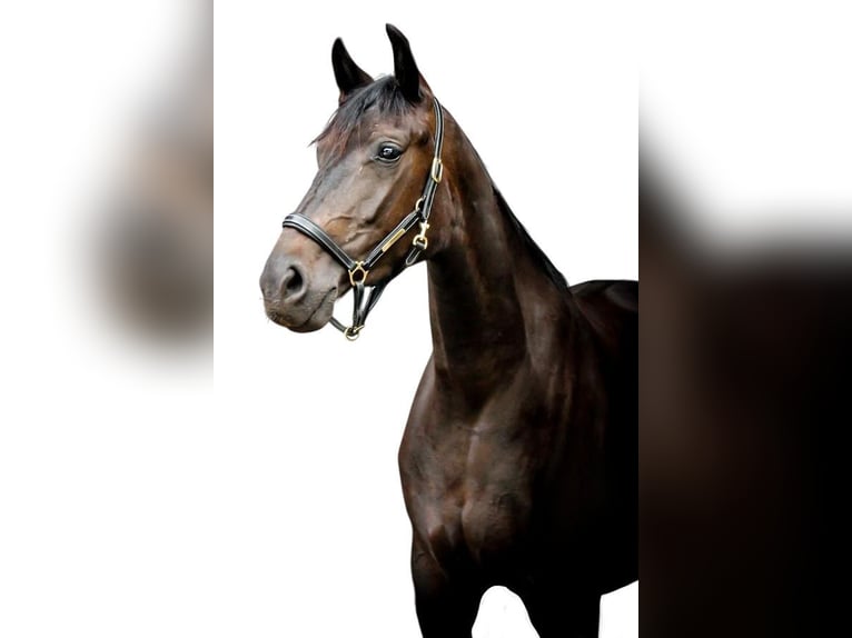 Oldenburger Merrie 8 Jaar 167 cm Zwartbruin in Lengerich