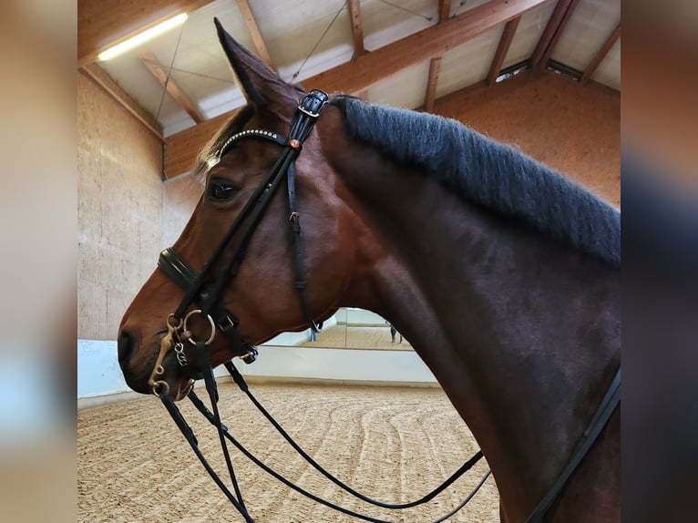 Oldenburger Merrie 8 Jaar 168 cm Bruin in Hawangen