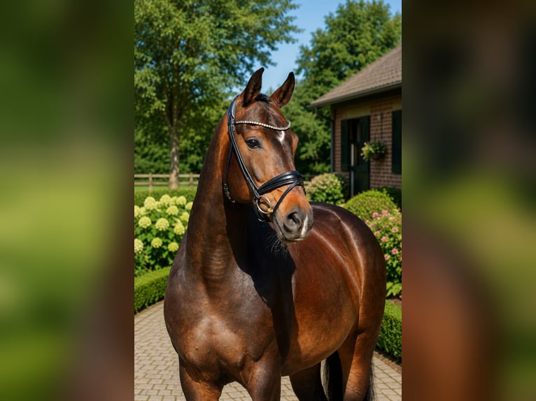 Oldenburger Merrie 8 Jaar 168 cm Donkerbruin in Butjadingen