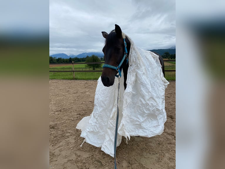 Oldenburger Merrie 8 Jaar 168 cm Donkerbruin in Sennwald