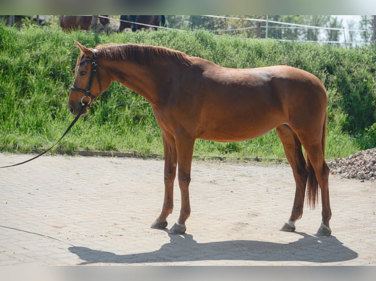 Oldenburger Merrie 8 Jaar 168 cm Donkere-vos in Praha