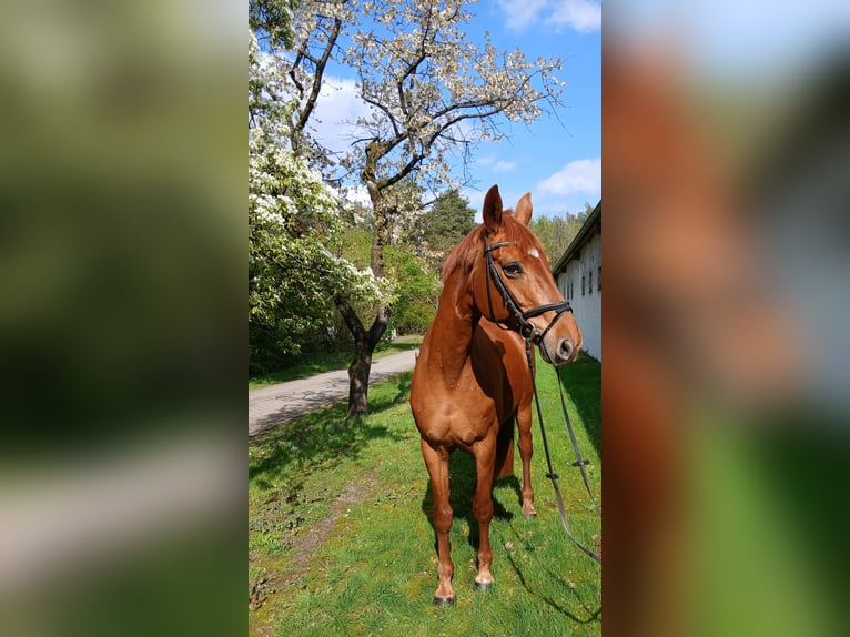 Oldenburger Merrie 8 Jaar 168 cm Vos in Kirchdorf