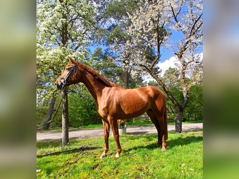 Oldenburger Merrie 8 Jaar 168 cm Vos in Kirchdorf