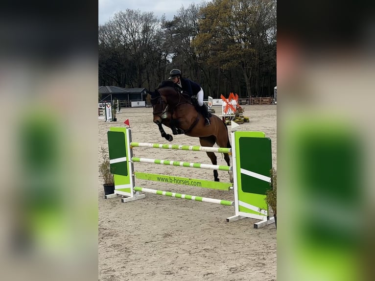 Oldenburger Merrie 8 Jaar 170 cm Bruin in meijel