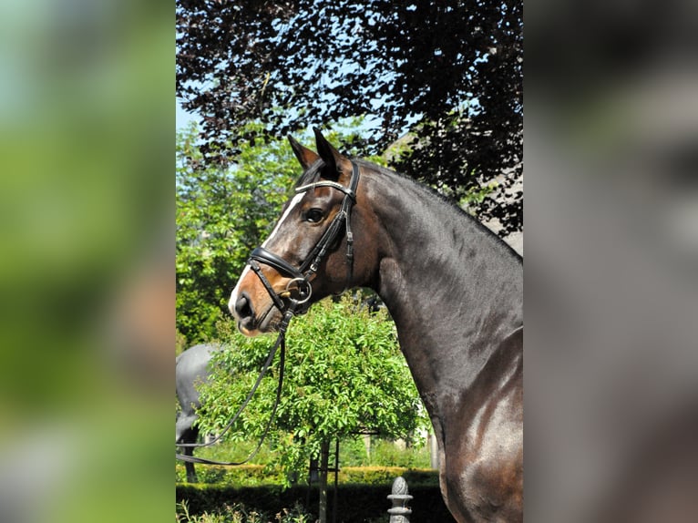 Oldenburger Merrie 8 Jaar 170 cm Donkerbruin in Kronberg im Taunus