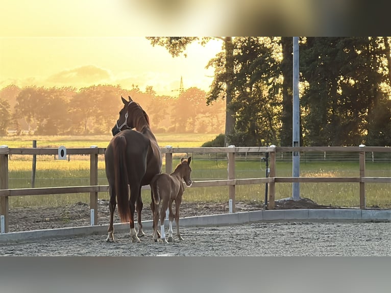 Oldenburger Merrie 8 Jaar 170 cm Donkere-vos in Langen