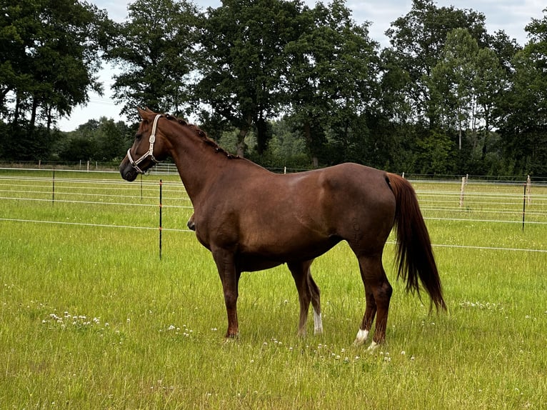 Oldenburger Merrie 8 Jaar 170 cm Donkere-vos in Langen