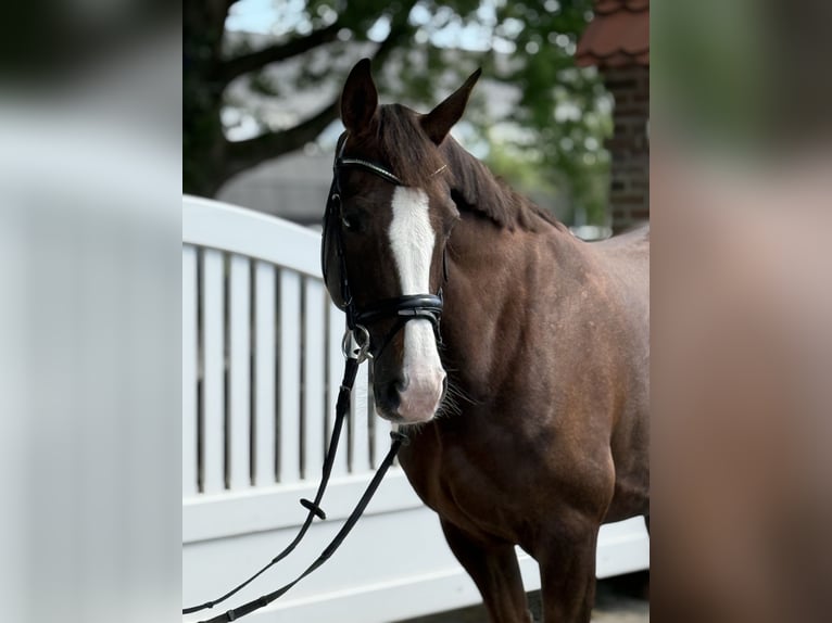Oldenburger Merrie 8 Jaar 170 cm Donkere-vos in Oeversee