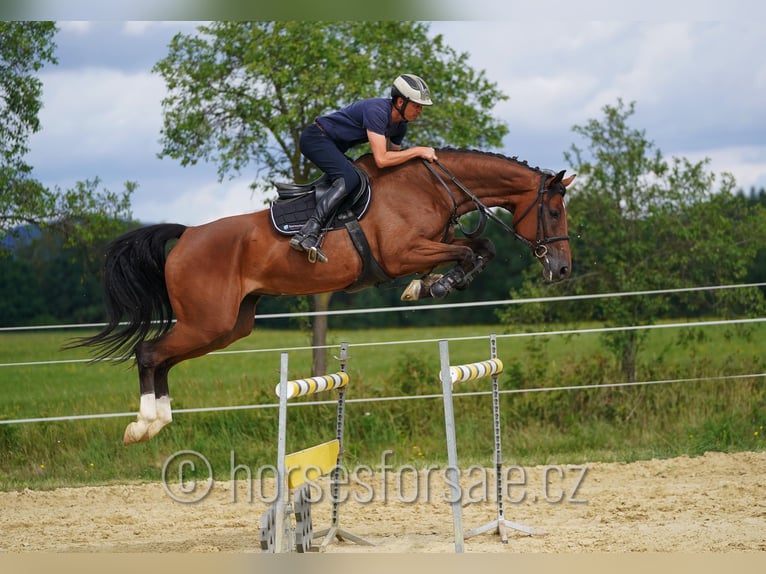 Oldenburger Merrie 8 Jaar 171 cm Bruin in Ceske Budejovice