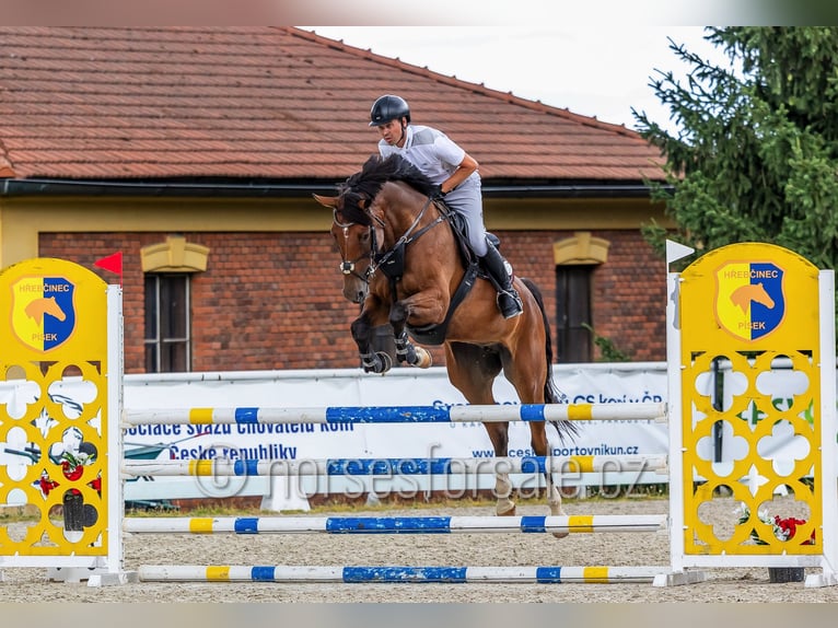 Oldenburger Merrie 8 Jaar 171 cm Bruin in Ceske Budejovice