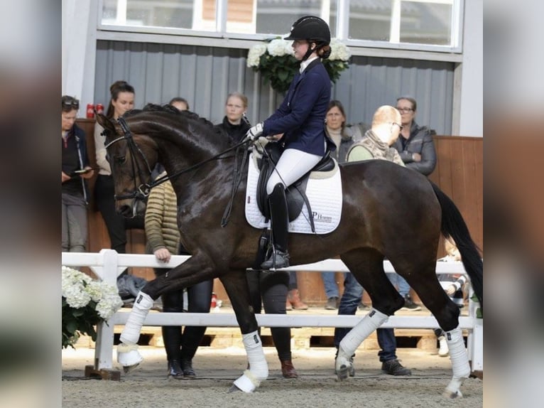 Oldenburger Merrie 8 Jaar 171 cm Donkerbruin in Vejen