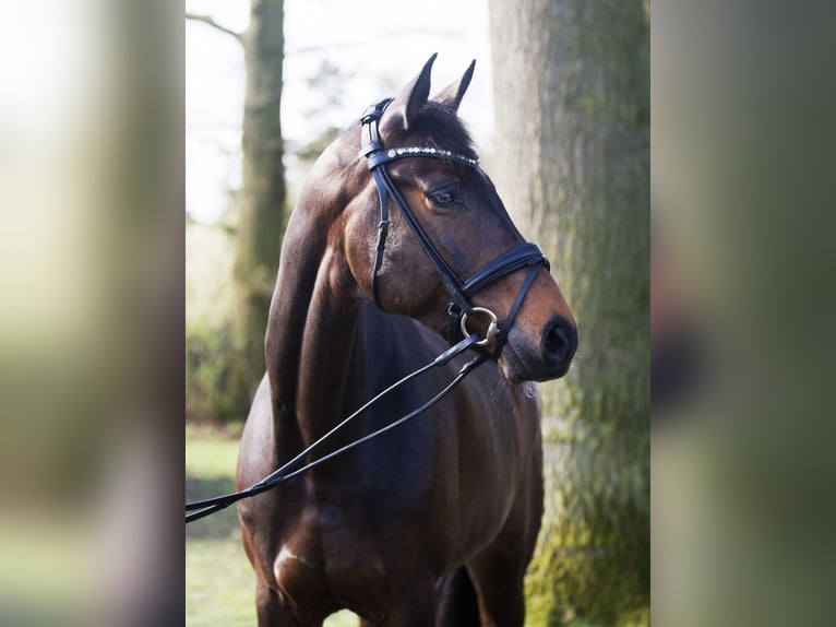 Oldenburger Merrie 8 Jaar 172 cm Bruin in Billerbeck