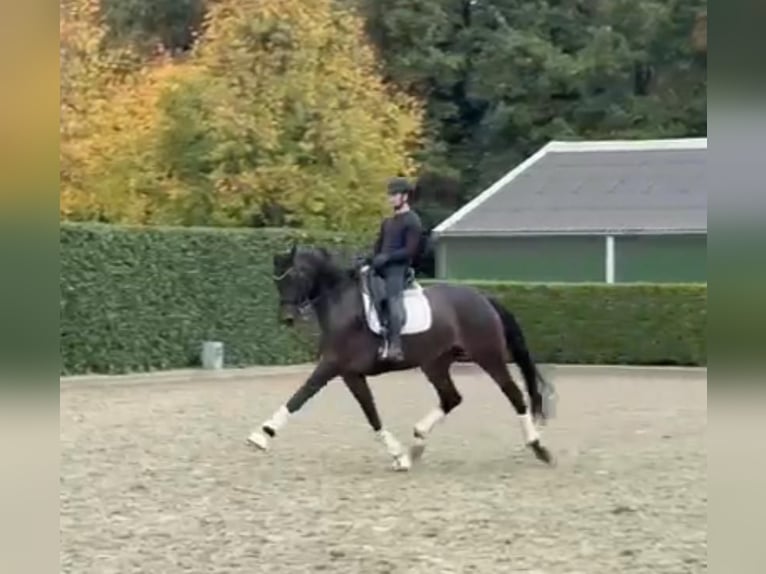 Oldenburger Merrie 8 Jaar 172 cm Donkerbruin in Tass