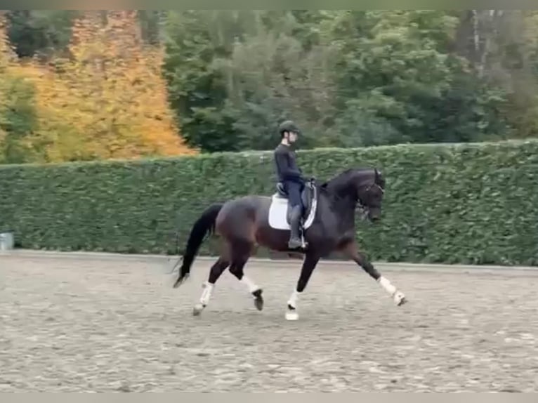 Oldenburger Merrie 8 Jaar 172 cm Donkerbruin in Tass