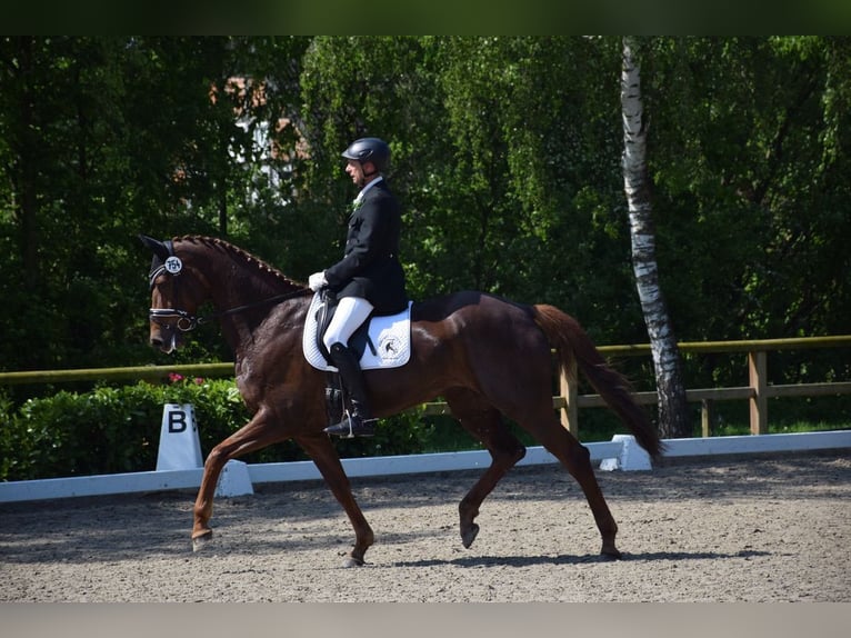 Oldenburger Merrie 8 Jaar 172 cm Donkere-vos in Ochtrup