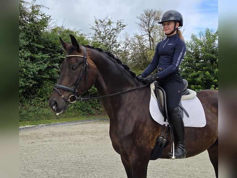 Oldenburger Merrie 8 Jaar 172 cm Zwartbruin in Bad Bramstedt