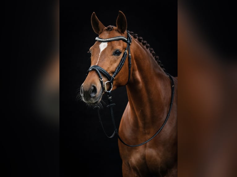 Oldenburger Merrie 8 Jaar 173 cm Vos in Holtland