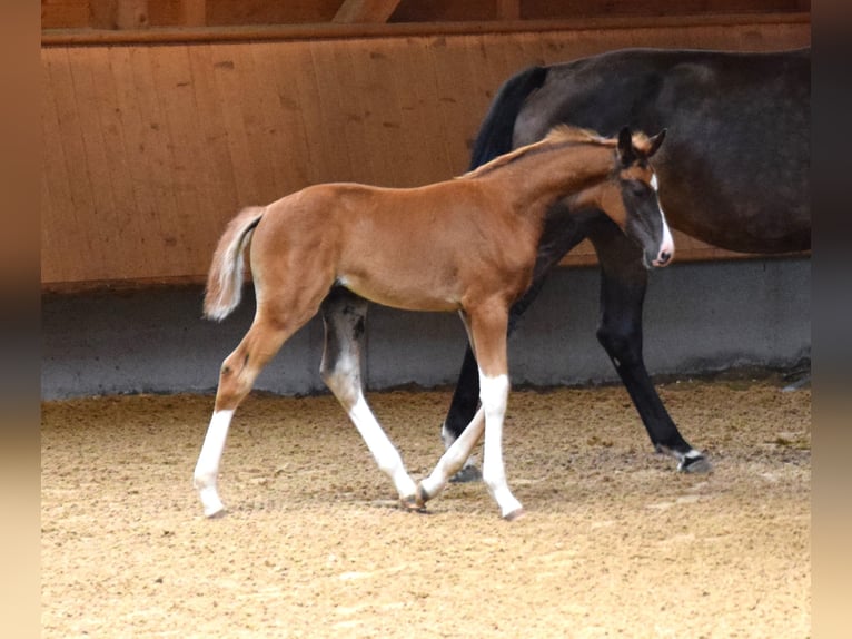 Oldenburger Merrie 8 Jaar 176 cm Donkerbruin in Isny im Allg&#xE4;u