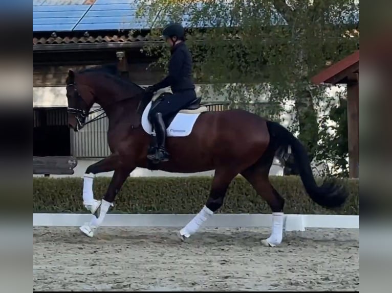 Oldenburger Merrie 8 Jaar 177 cm Bruin in Neu-Anspach