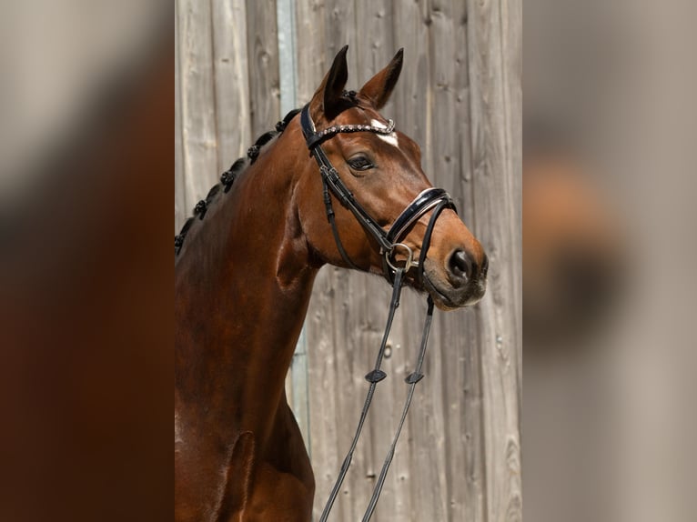 Oldenburger Merrie 8 Jaar 177 cm Bruin in Neu-Anspach
