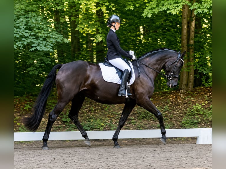 Oldenburger Merrie 8 Jaar 178 cm Donkerbruin in Grömitz