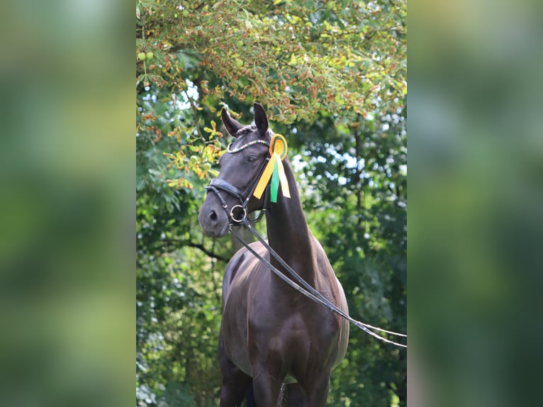 Oldenburger Merrie 8 Jaar 178 cm Zwart in Börrstadt