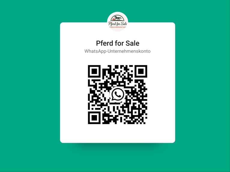 Oldenburger Merrie 8 Jaar Bruin in Vechta