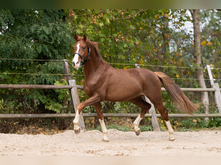 Oldenburger Merrie 9 Jaar 160 cm Palomino in Ulicoten