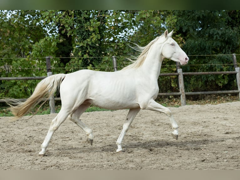 Oldenburger Merrie 9 Jaar 160 cm Palomino in Ulicoten